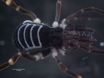Media type: image; Invertebrate Zoology 151528 Description: Microscope image.;